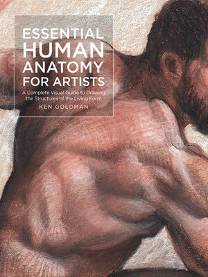 cover image of Essential Human Anatomy for Artists